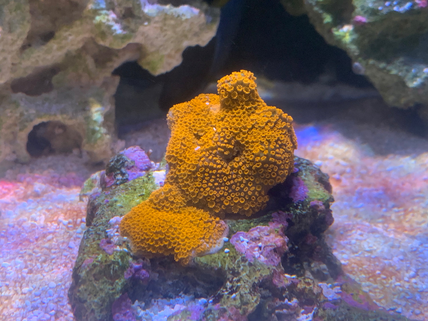 LPS / SPS Corals