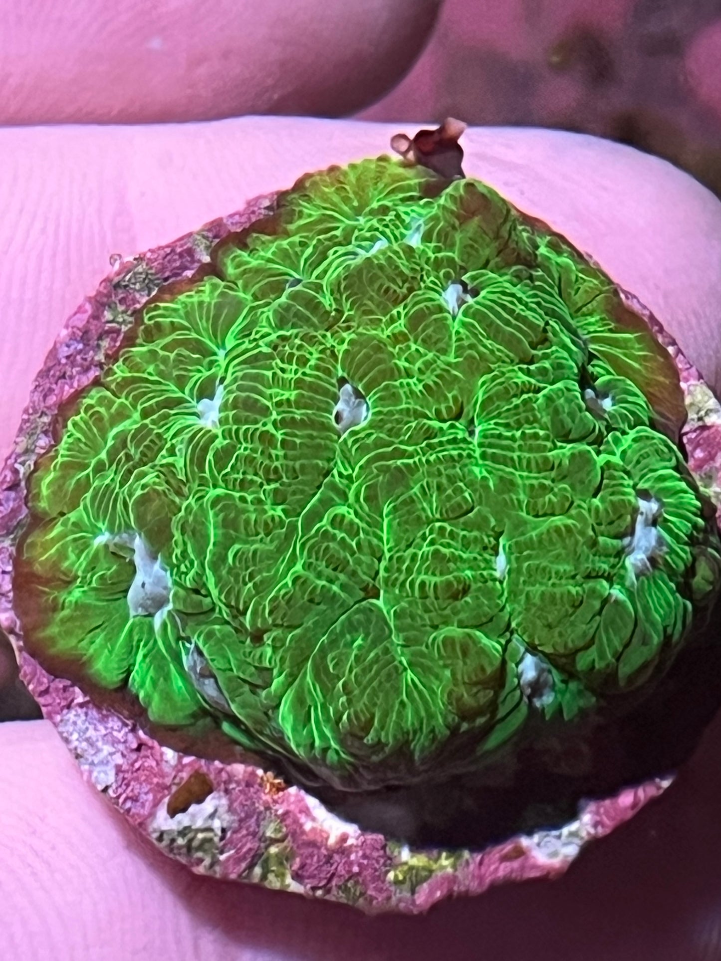 Green favia coral frag.