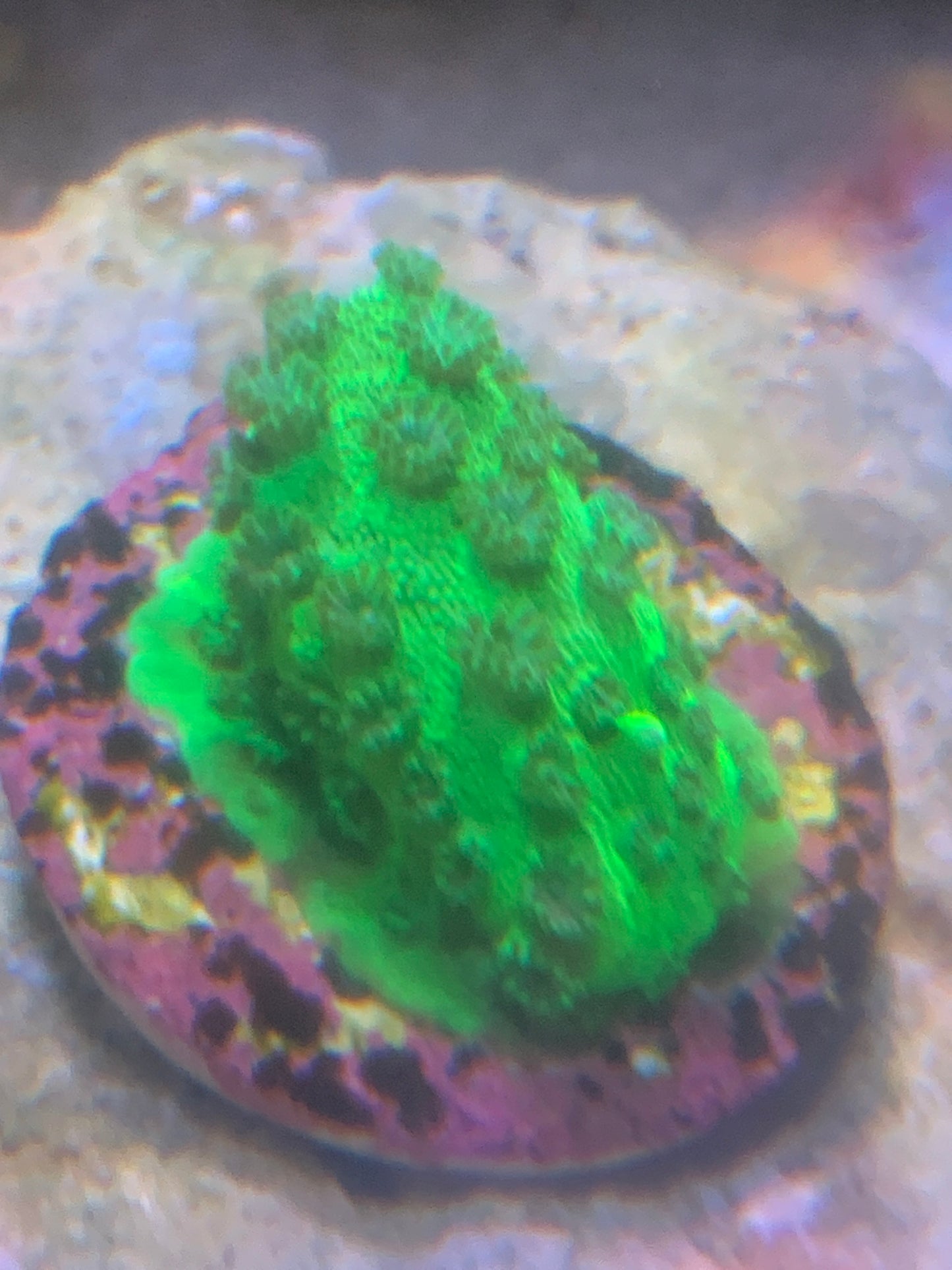 Bright green Cyphastrea