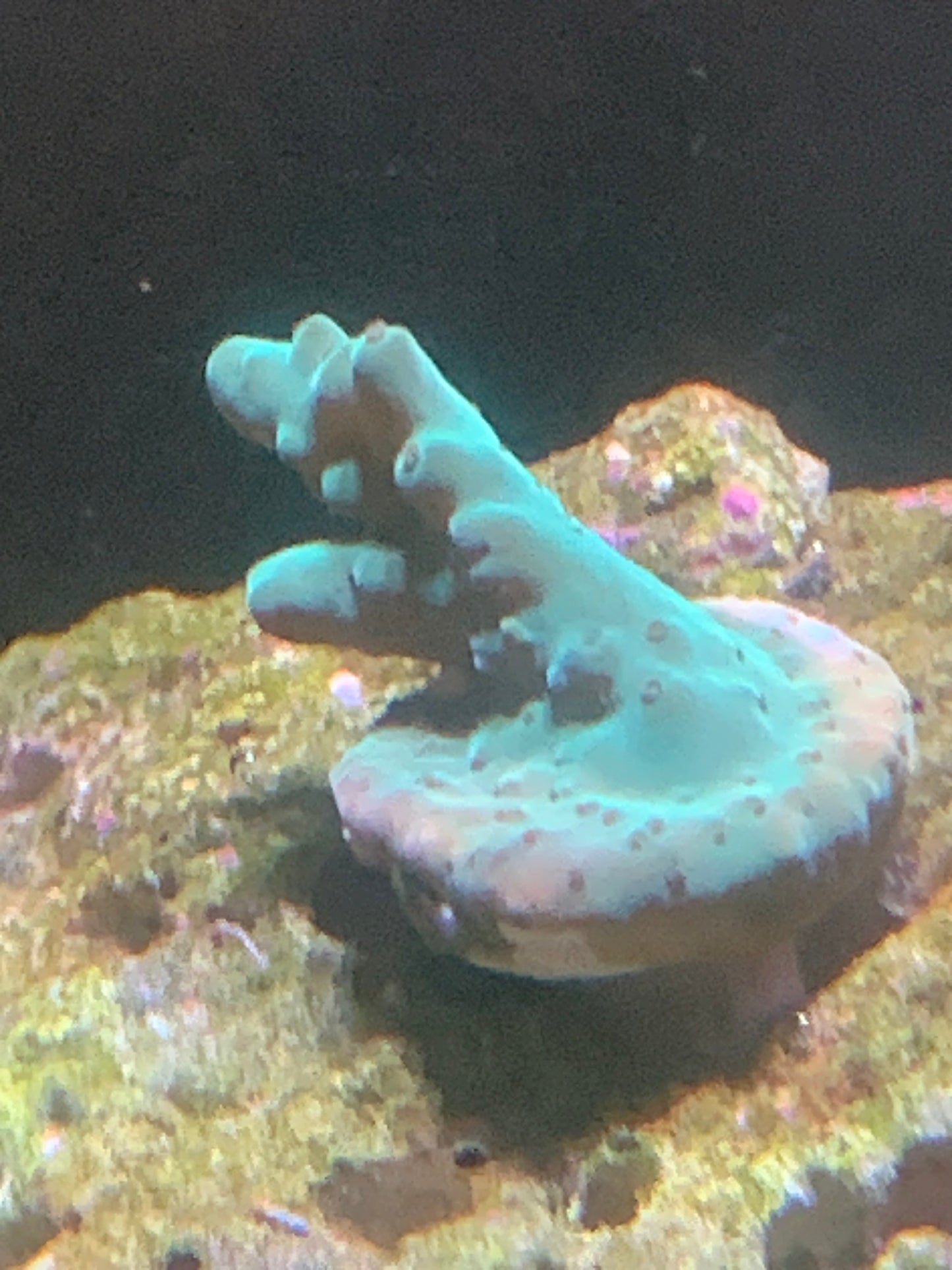 Full green Acropora frag