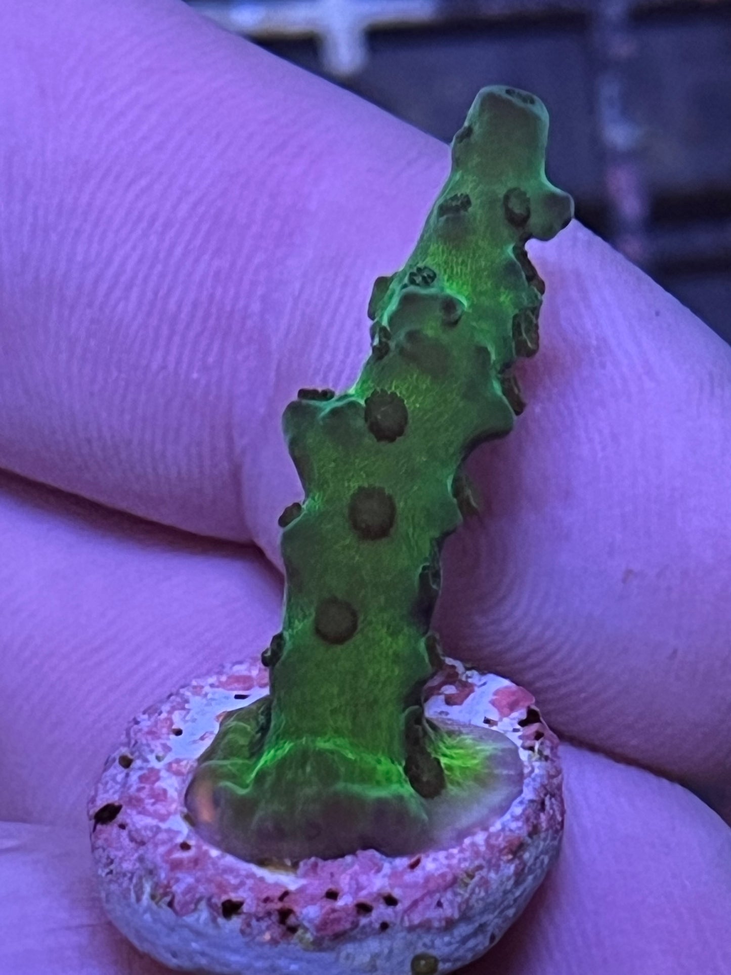Acropora frag Light Green