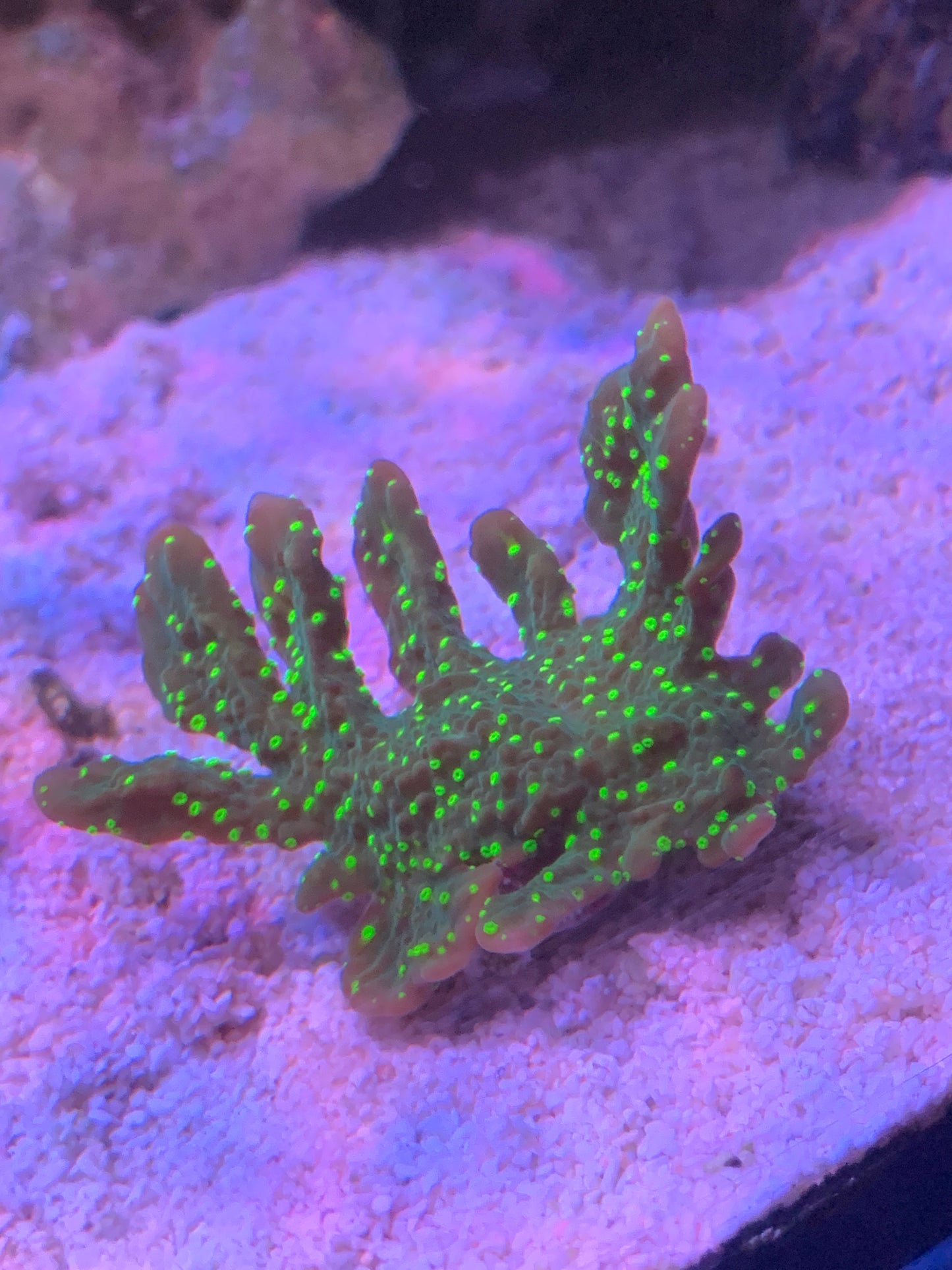 Histrix montipora
