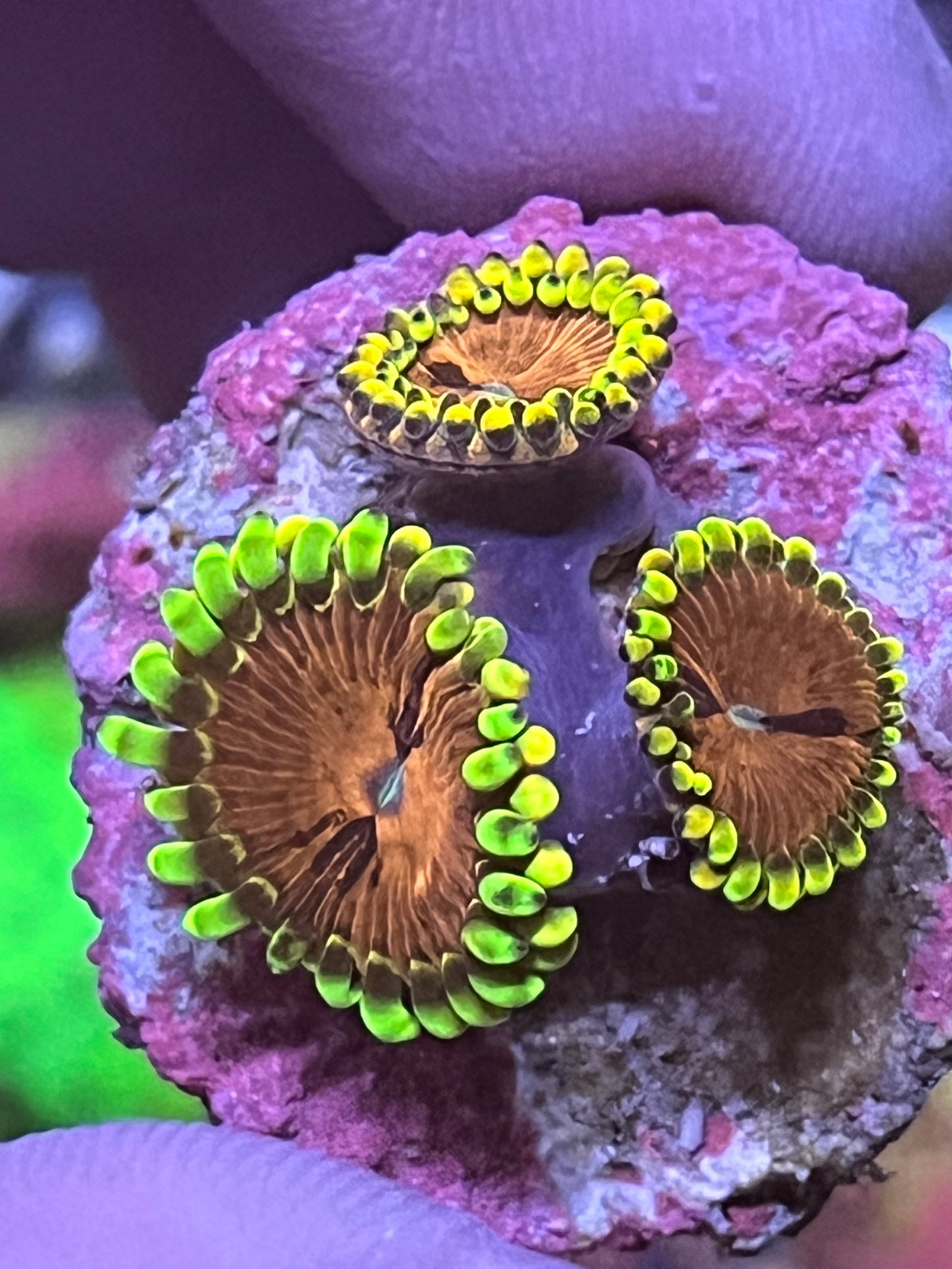 Zoa Fake lime chilli 4 head coral frag