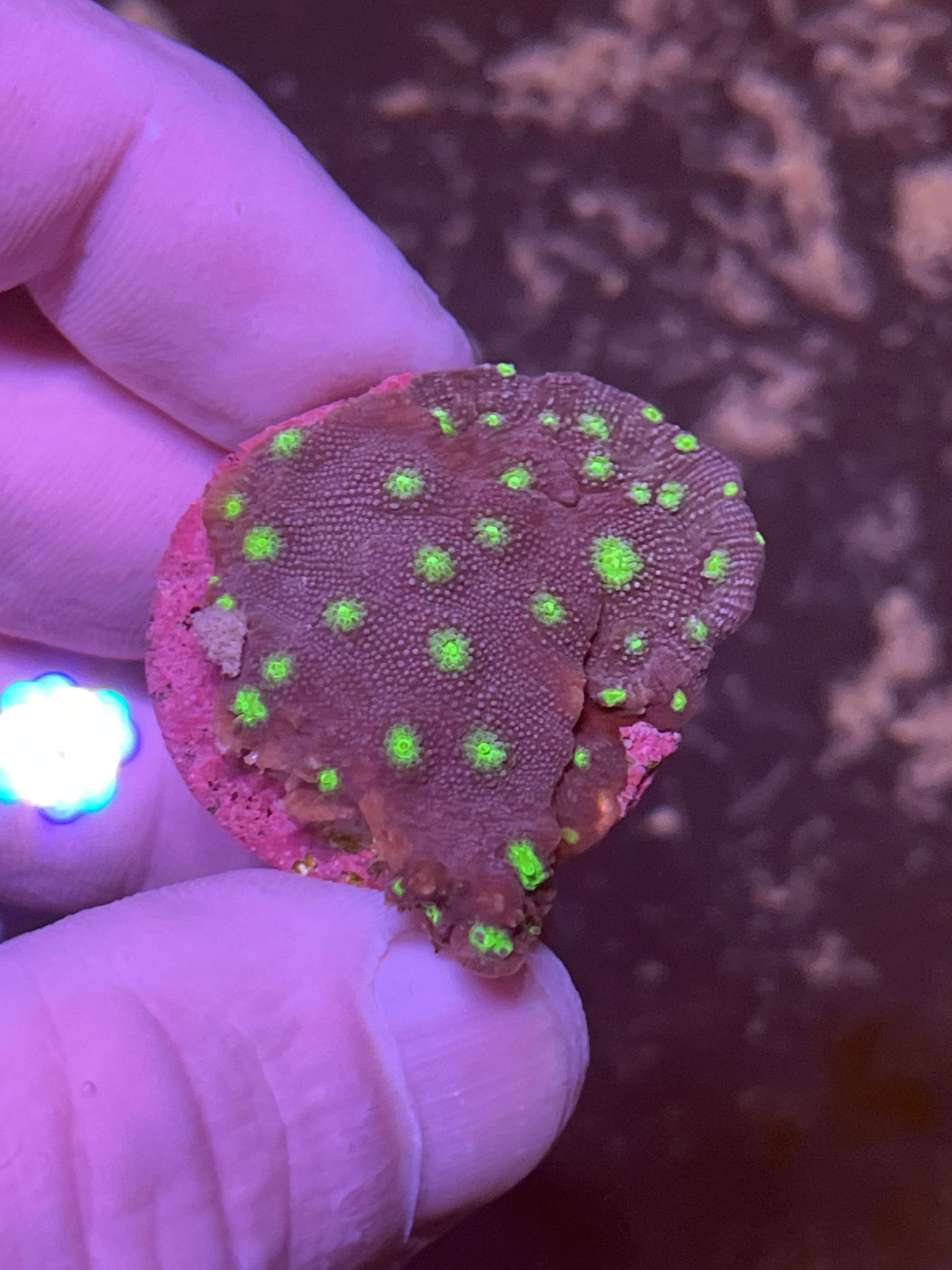 Green/ light green spots chalice coral frag