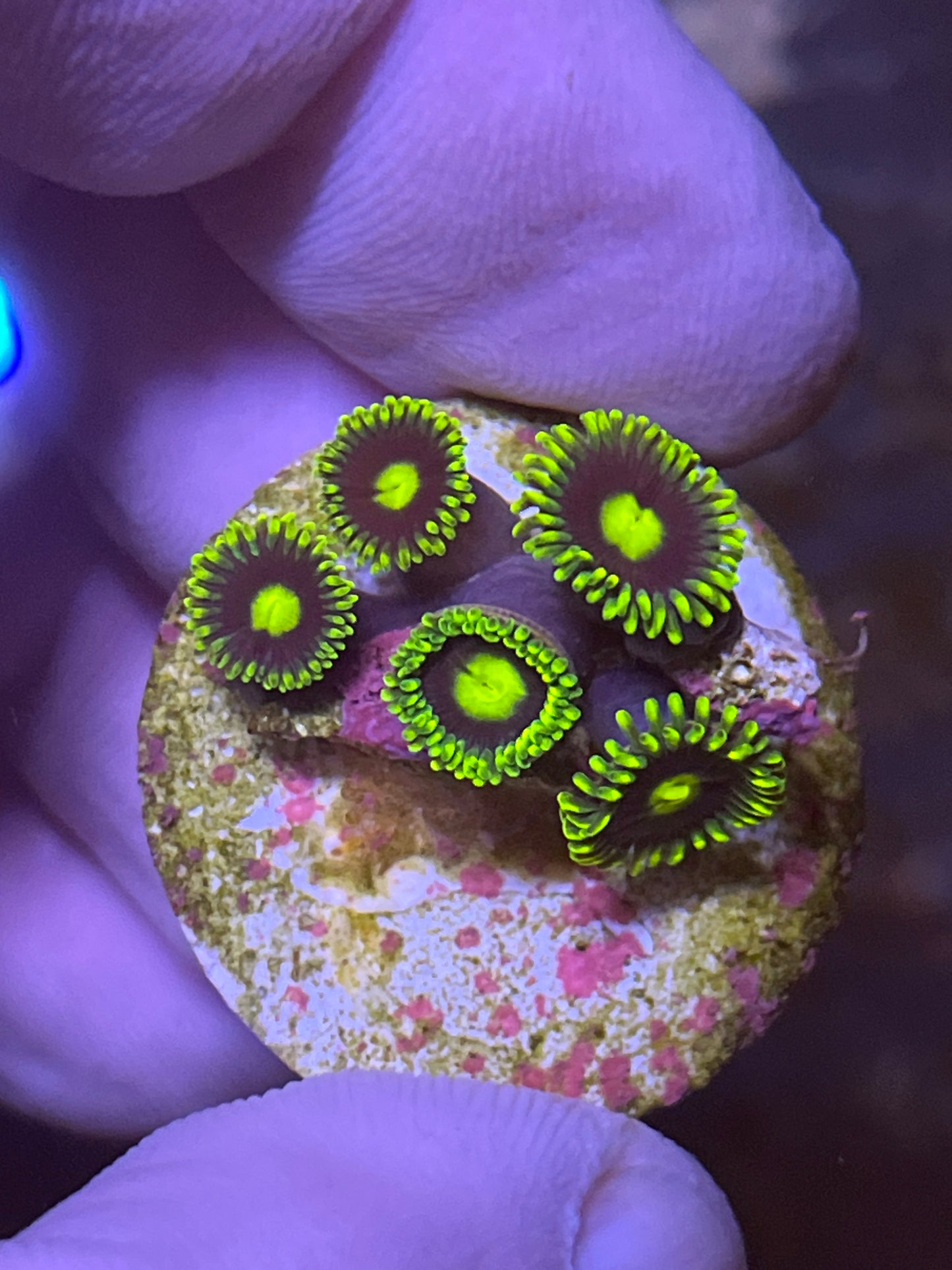 Zoa Bright green / green inner 4 head coral frag