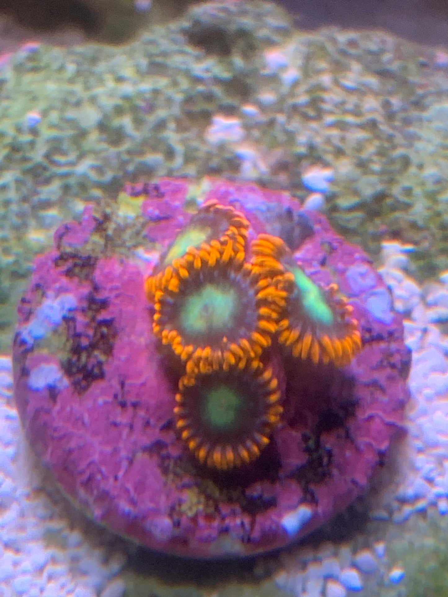 Orange green inner Zoa 4 head