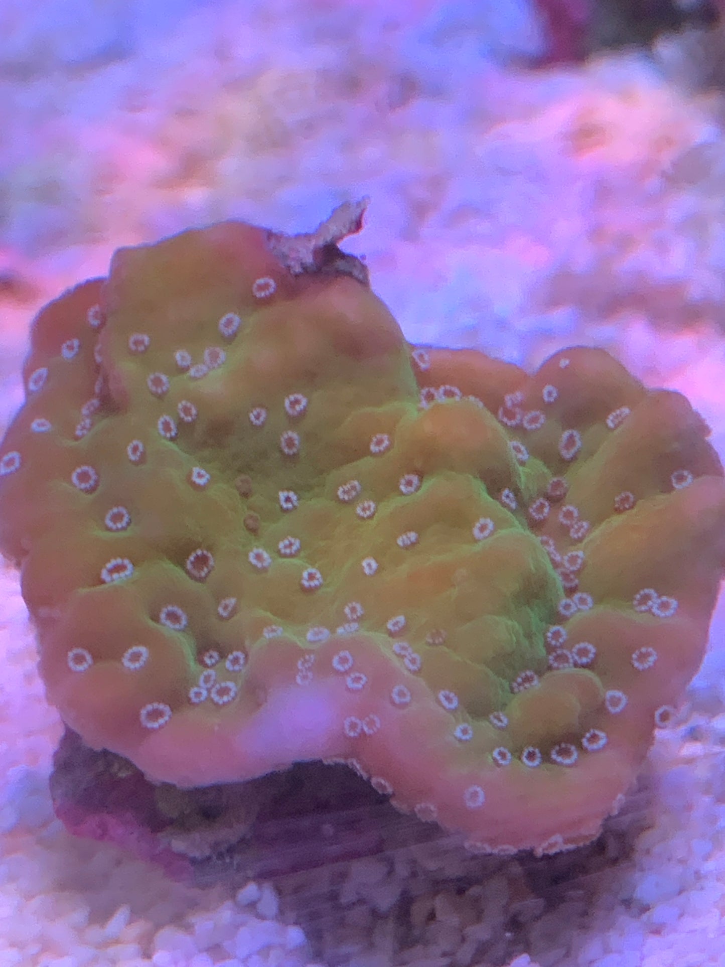 Montipora undata