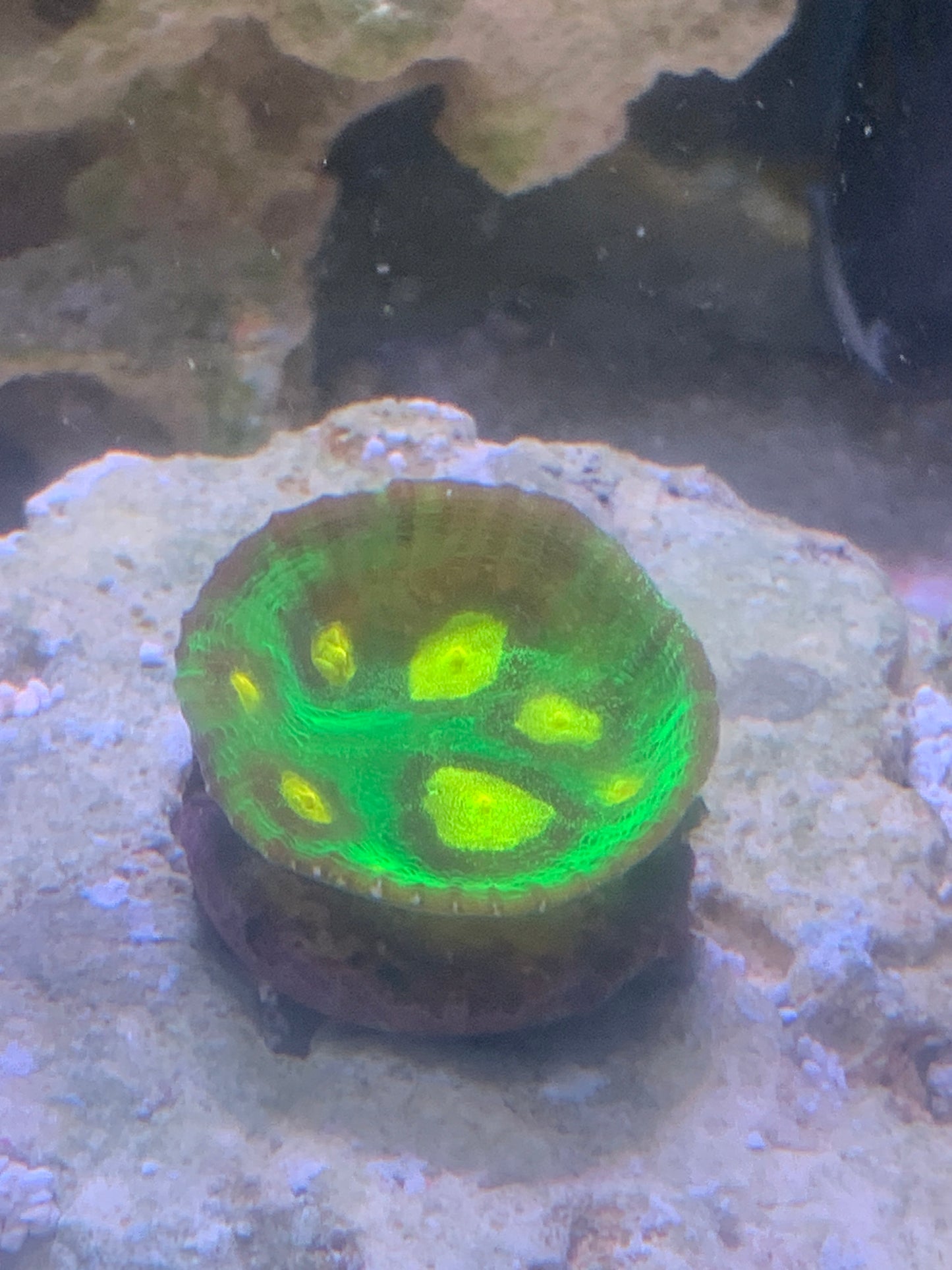 Raja Rampage Chalice