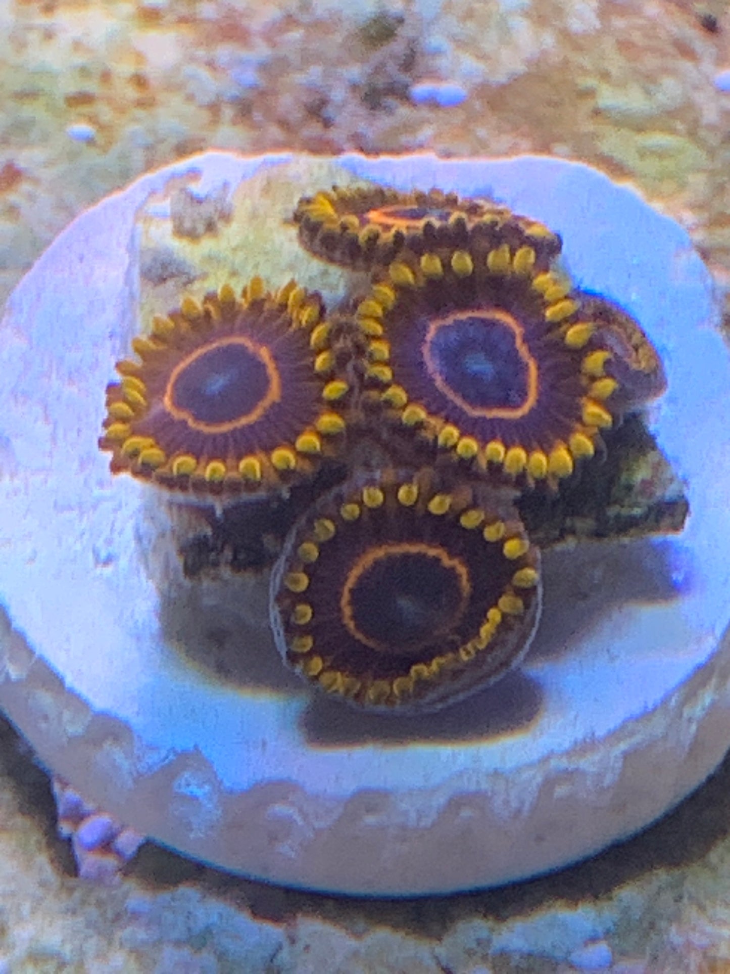 Red hornet Zoa 4 head