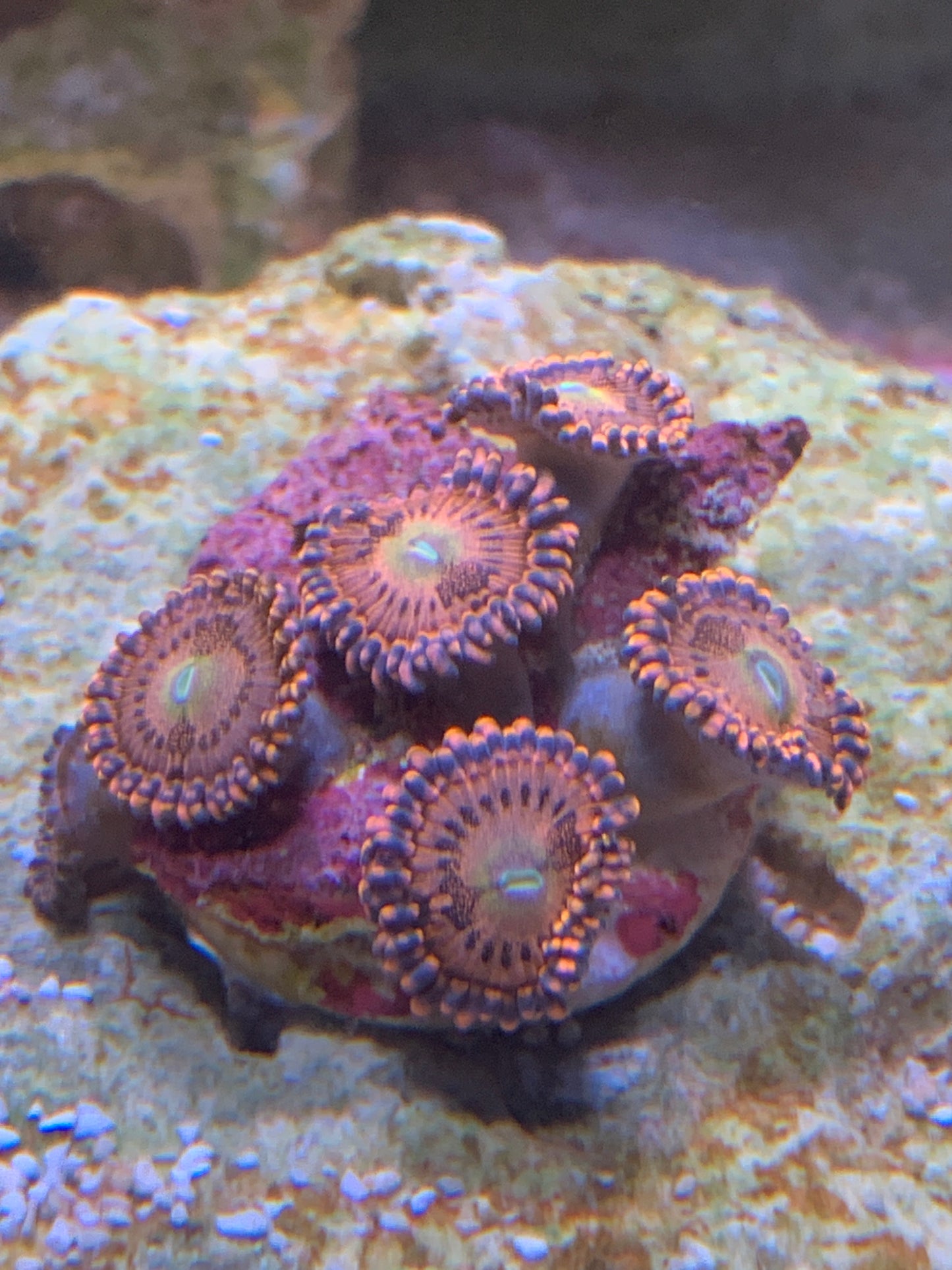 Playboy bunnies Zoa 4 head