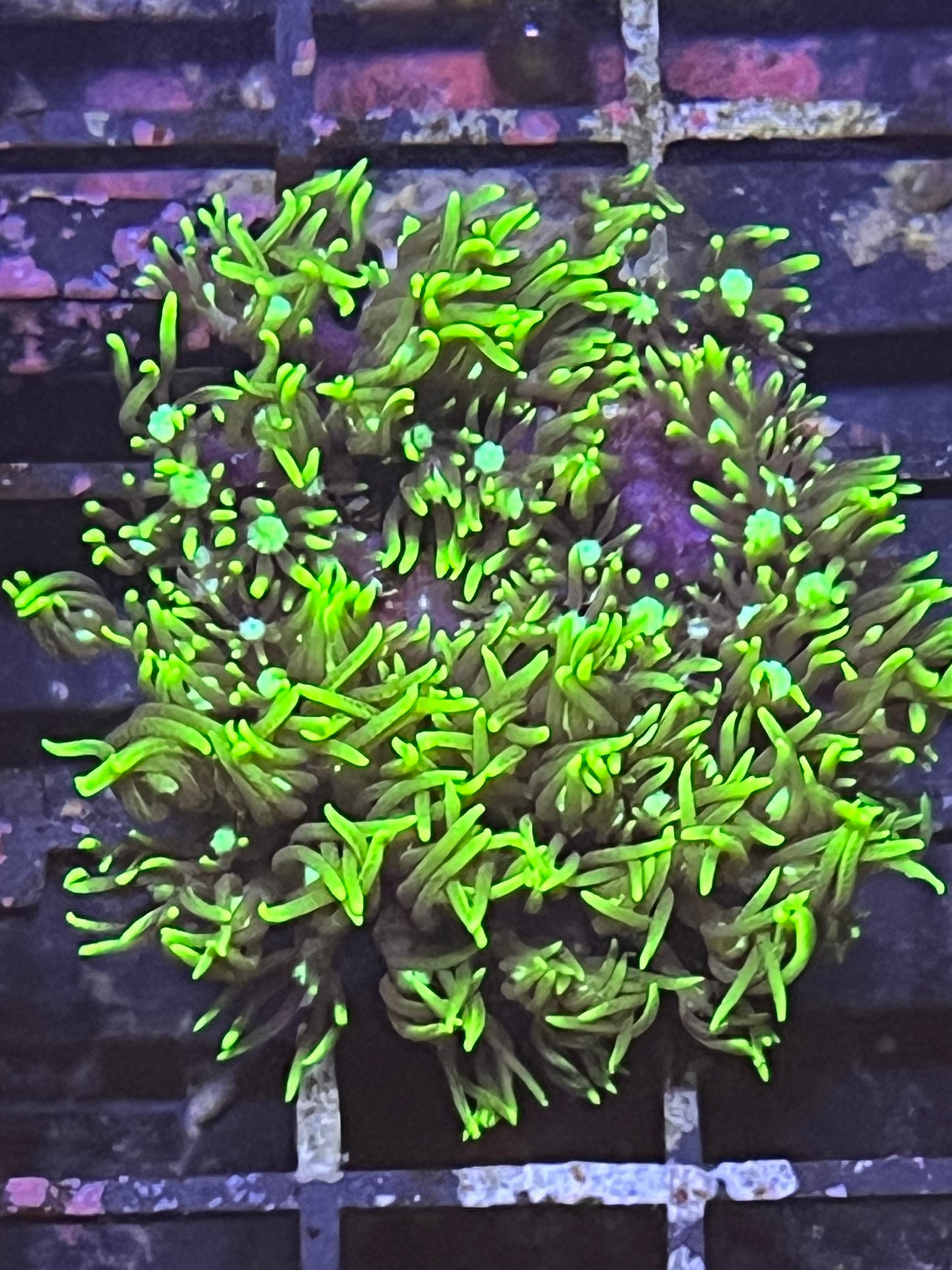 GSP Ultra green with dot