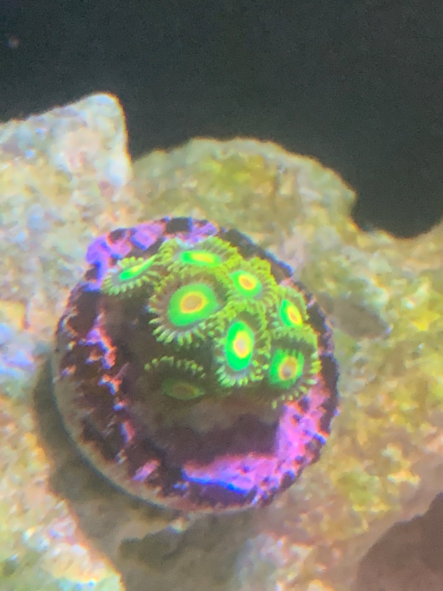 Rasta Zoa frag 8 head