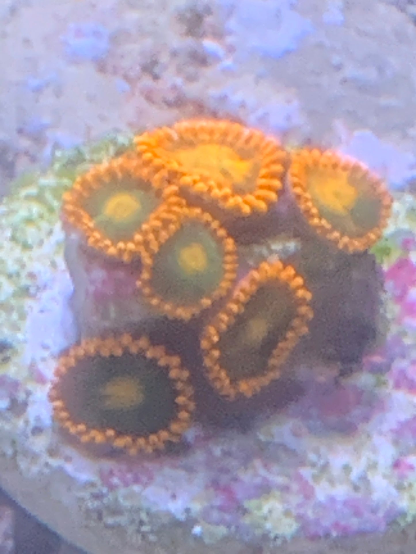 Bright orange Zoa 4 heads