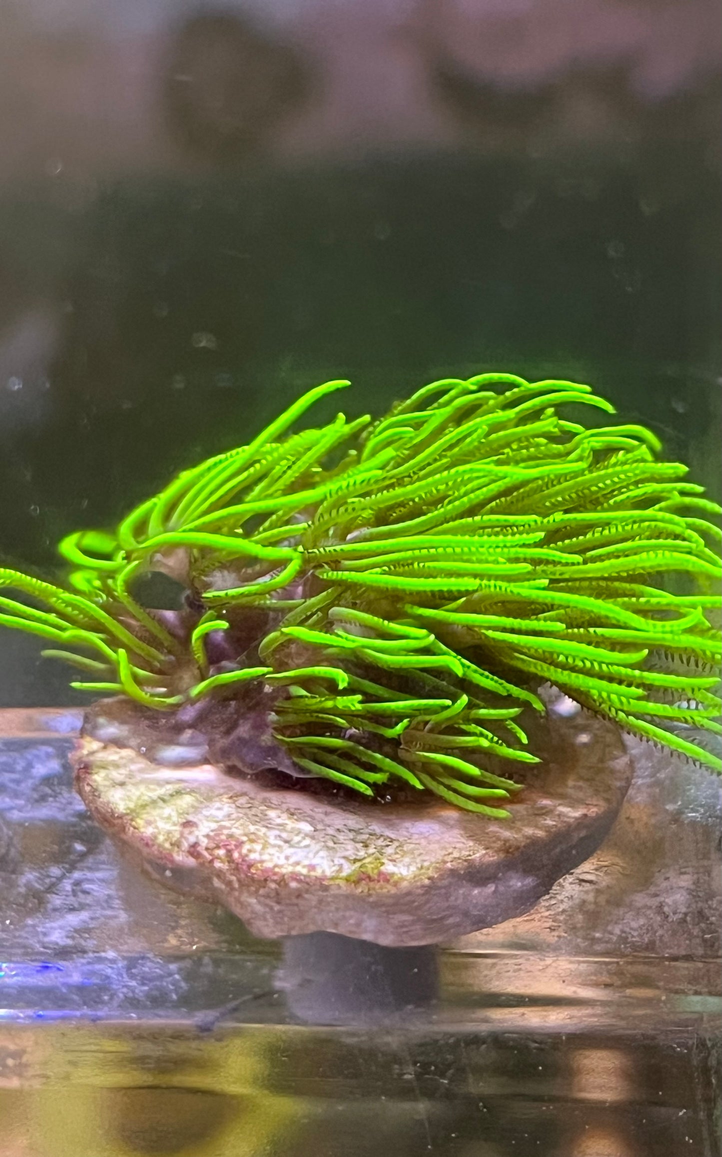 GSP Ultra green