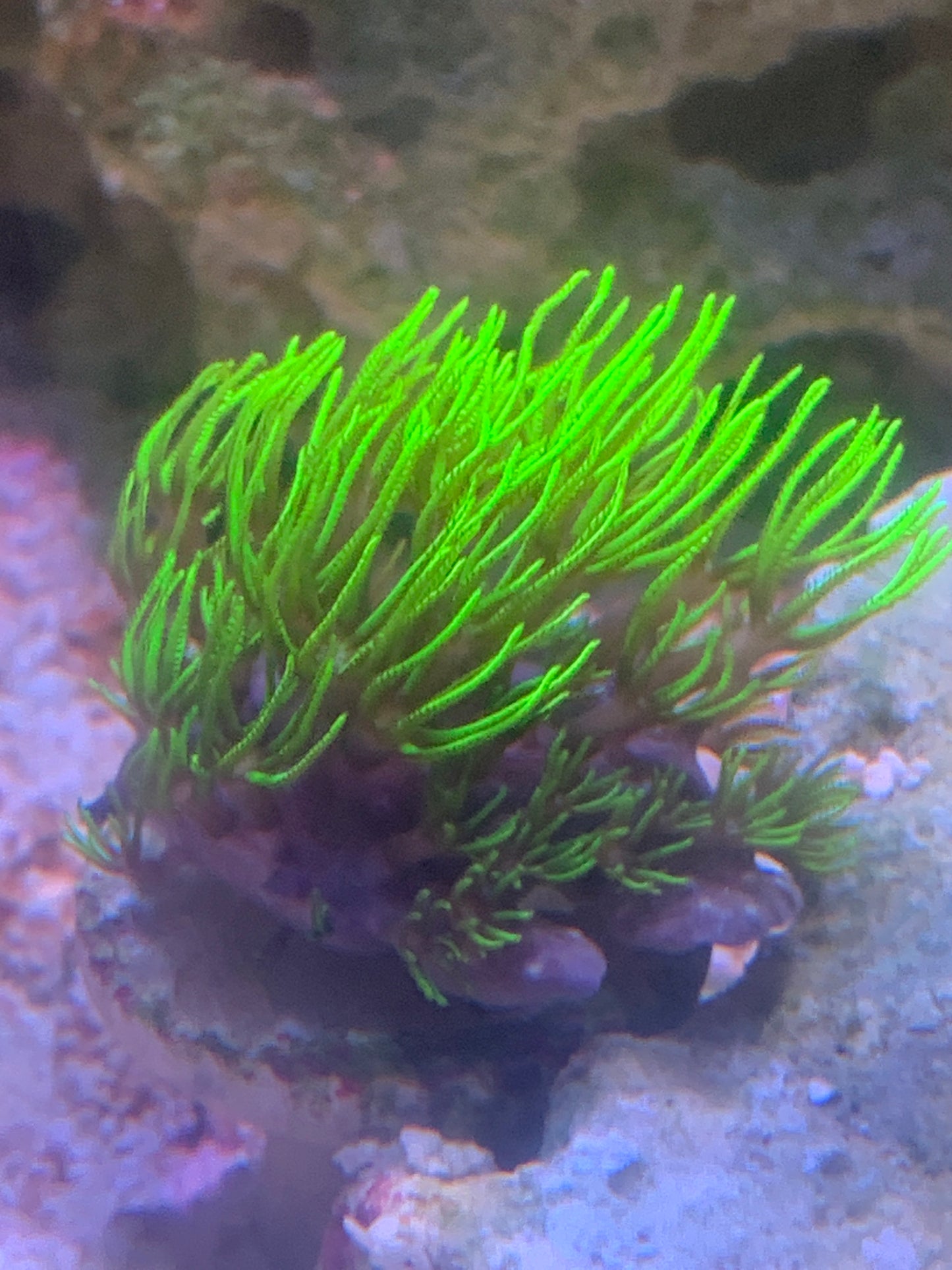 Ultra green GSP