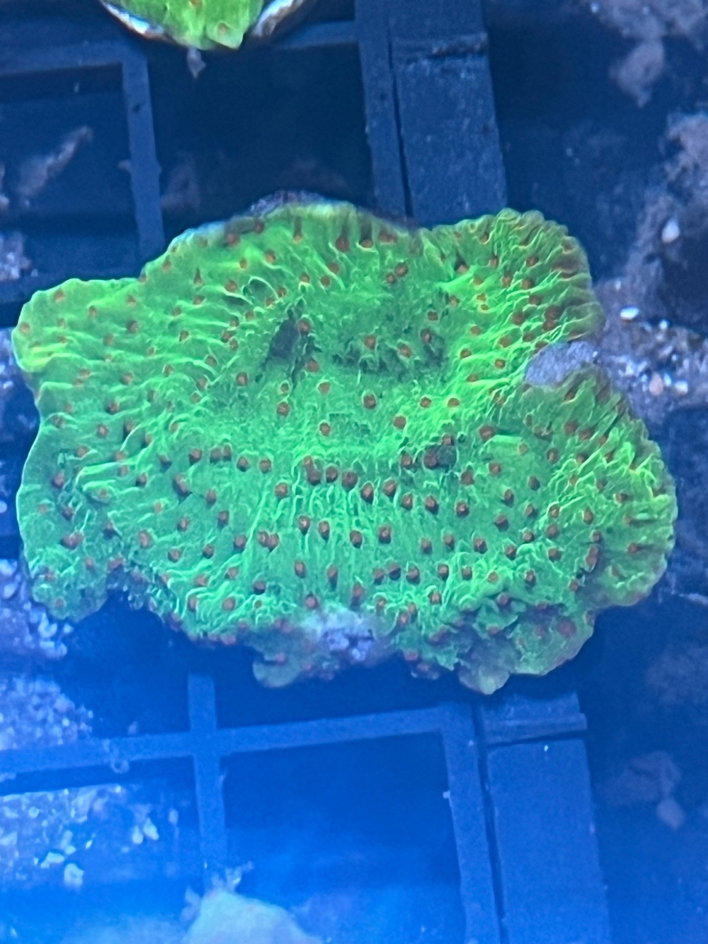 Montipora Chilli pepper (Green with Red dots) plating coral frag