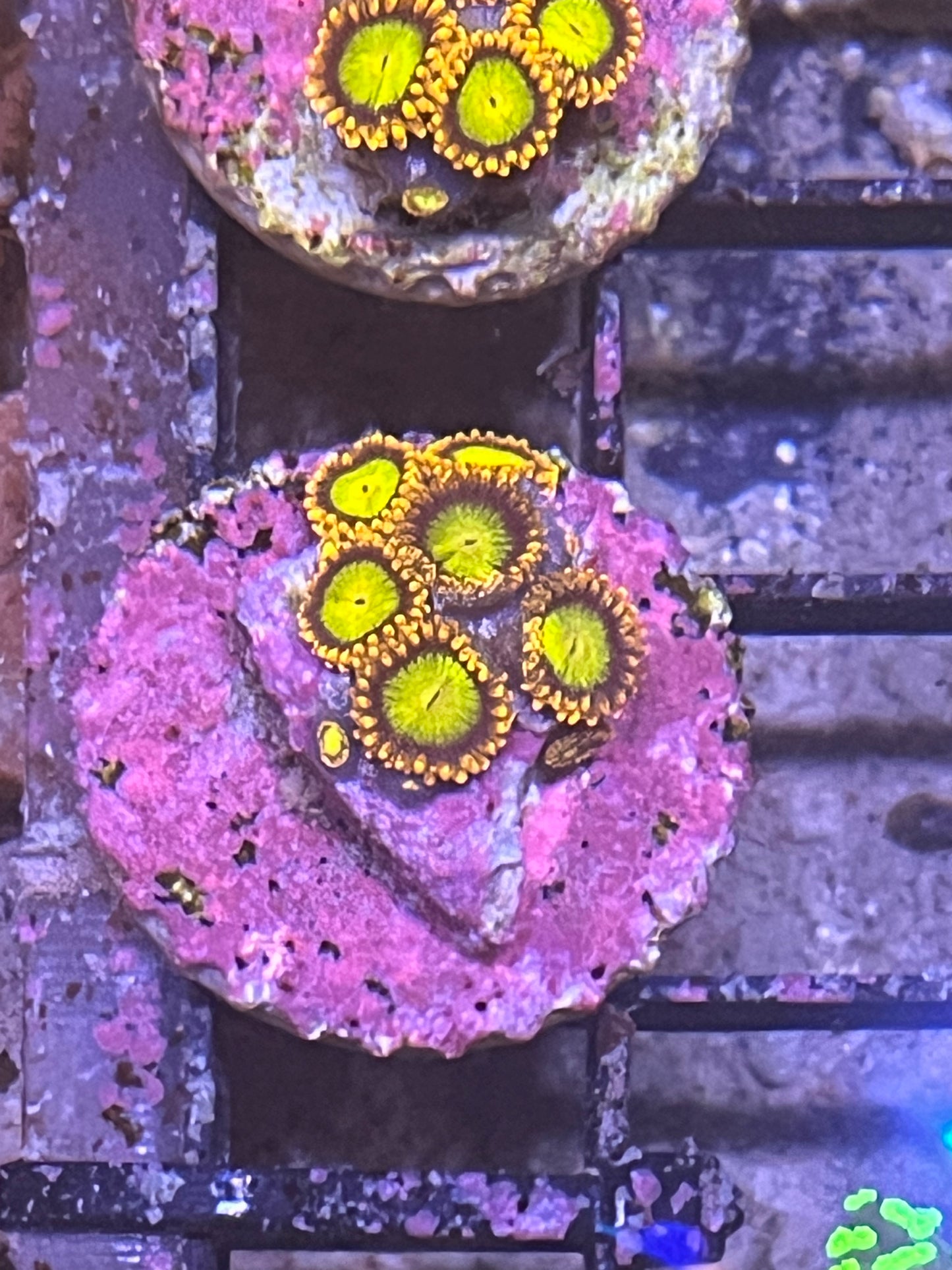 Zoa Orange 4 heads