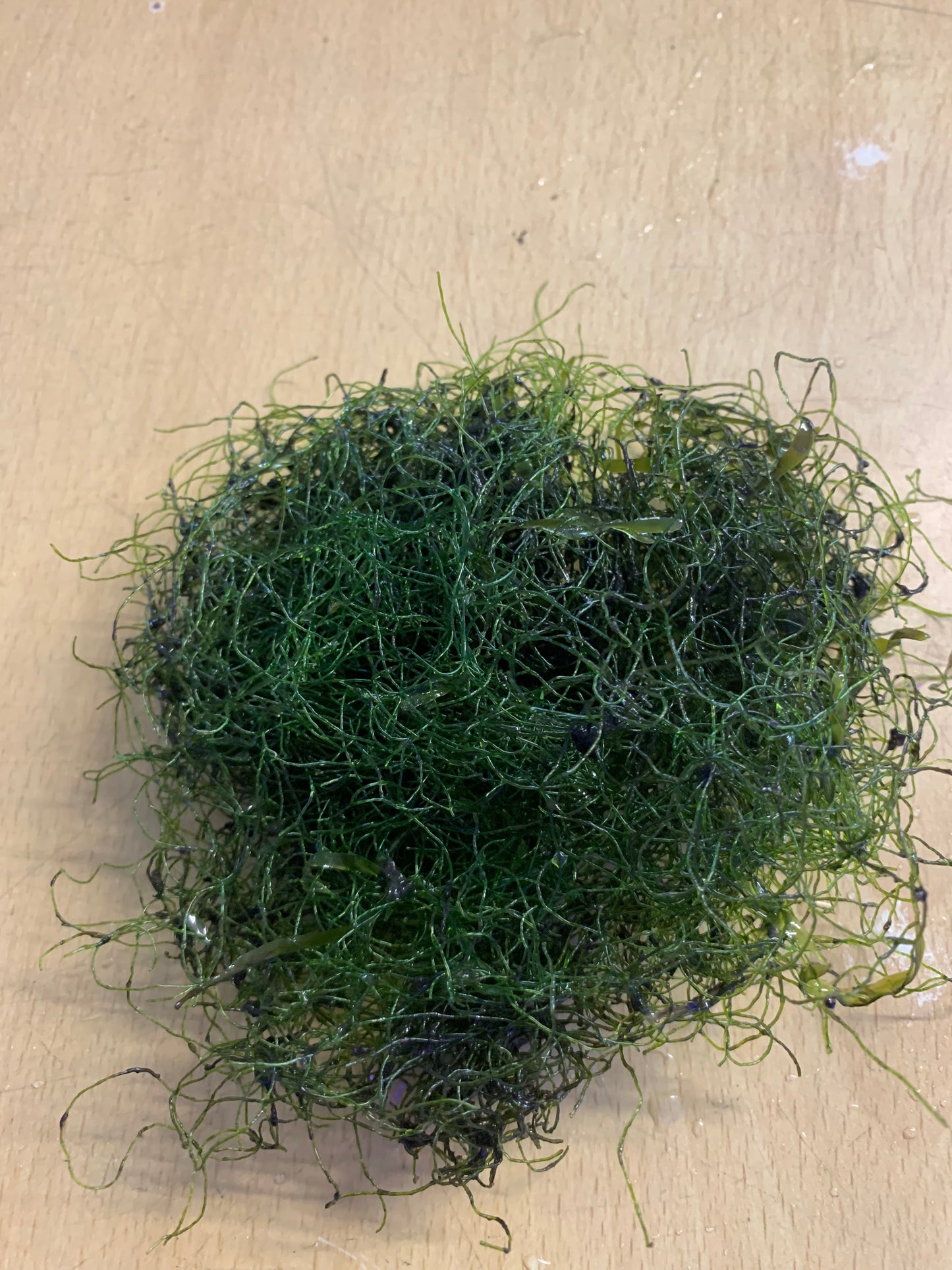 Chartomorpha chaeto macro algae med