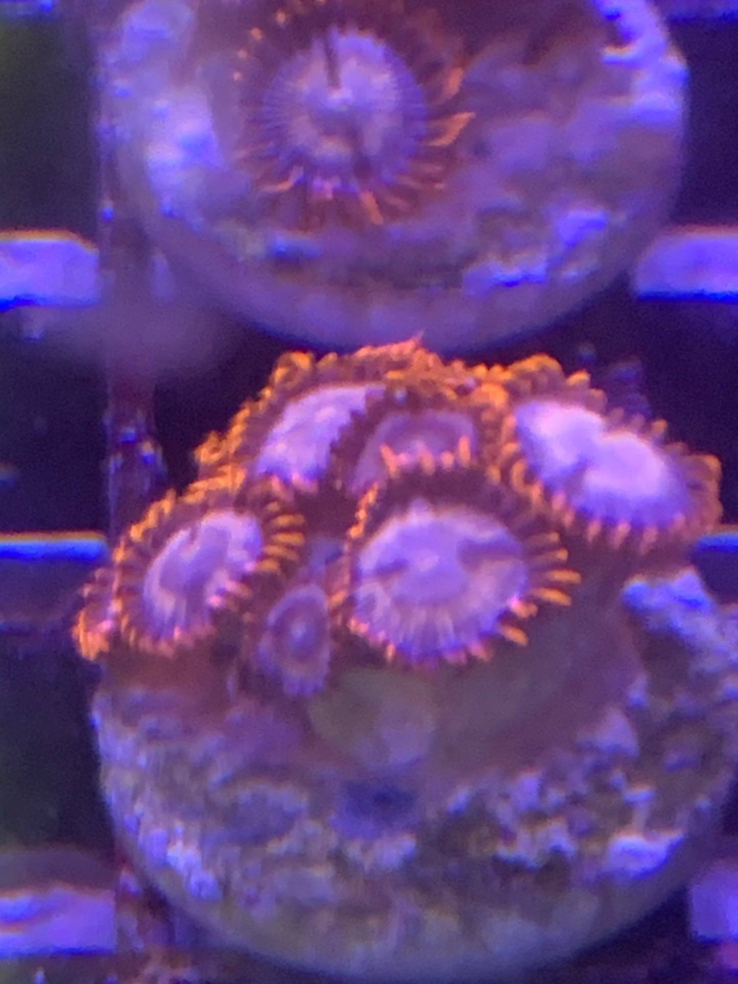 U Doughnut / Orange blue zoa 4 Heads (Z28)