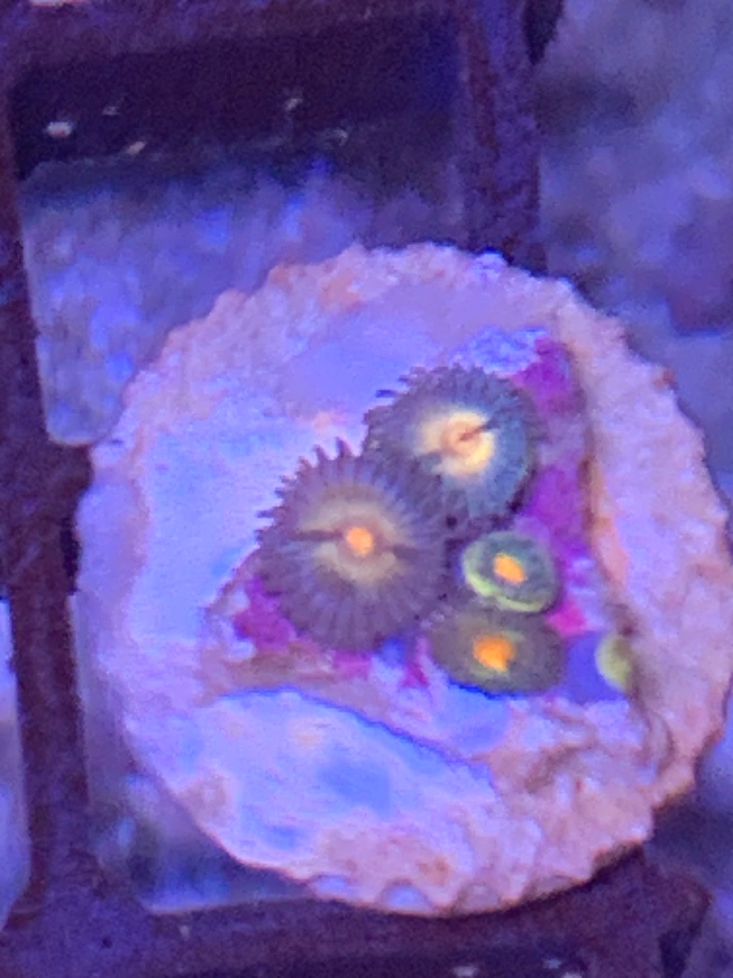 Green yellow inner 4 Head (Z4)