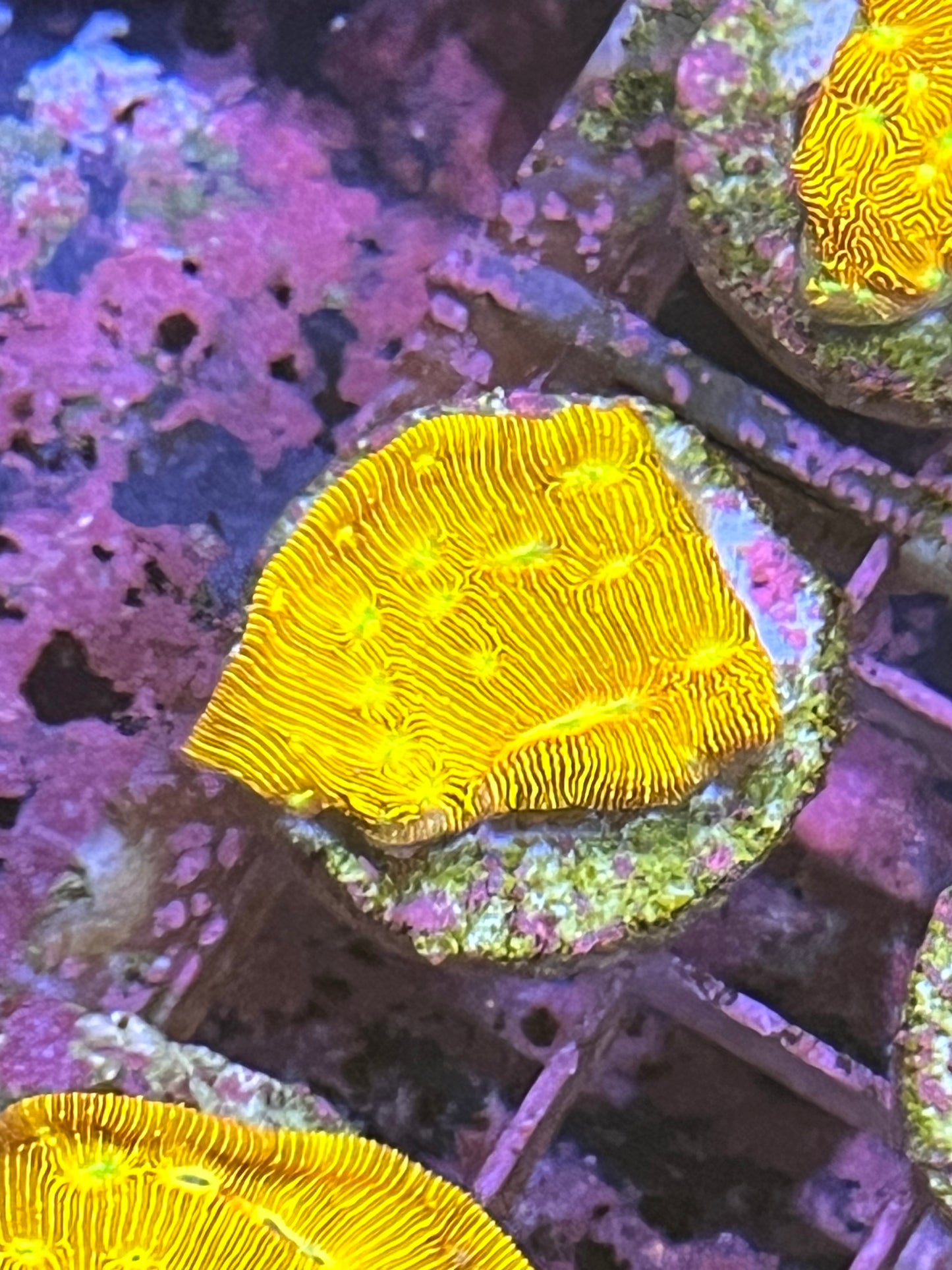 Leptastrea Jack o lantern