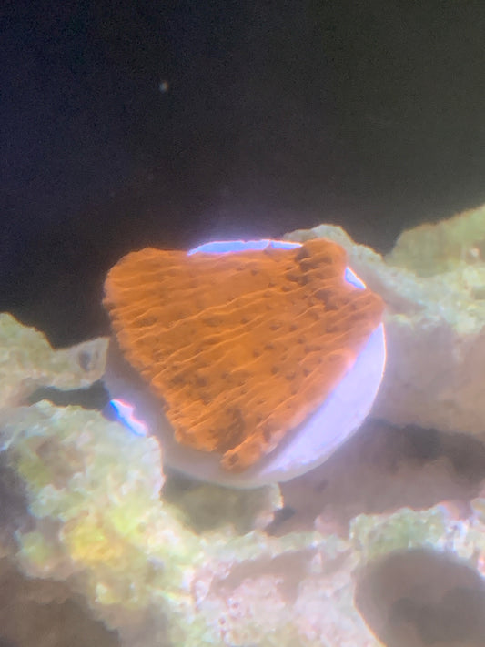 Red plating Montipora