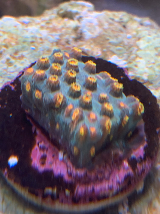 Jingle bells Cyphastrea.