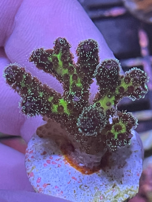 Stylophora green