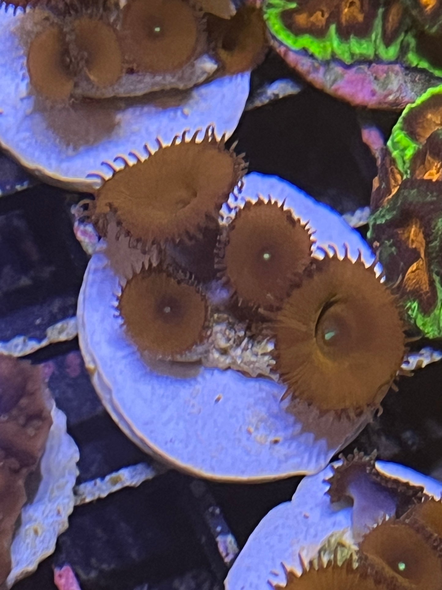 Zoa Red Death 4 head