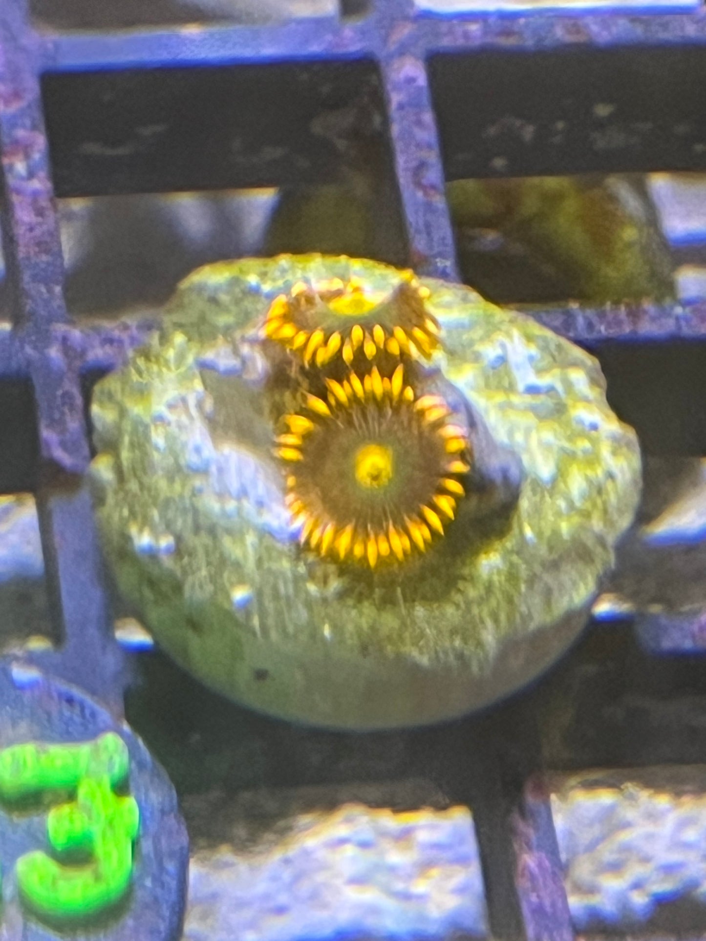 Zoa Bright orange