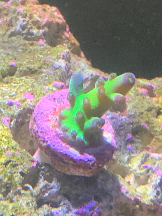 Light green Acropora frag