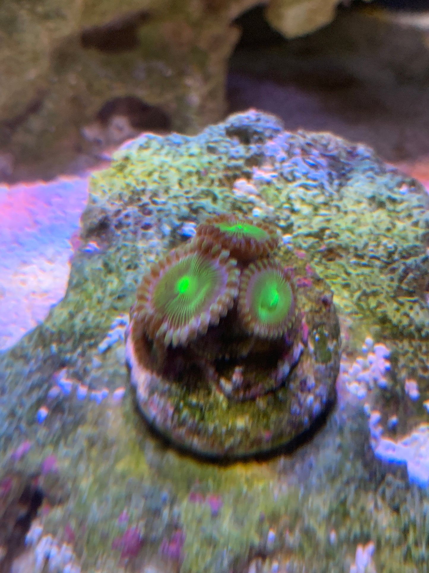 Green people eater Zoa 3 head