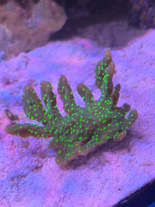 Histrix montipora