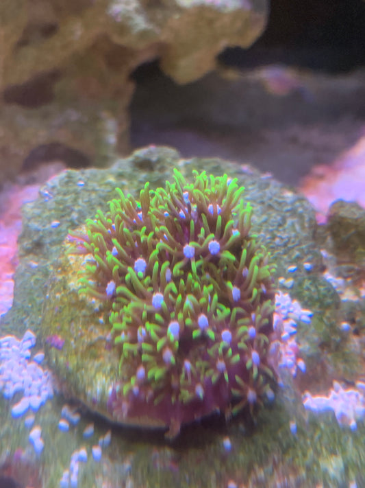 Green star polyp GSP