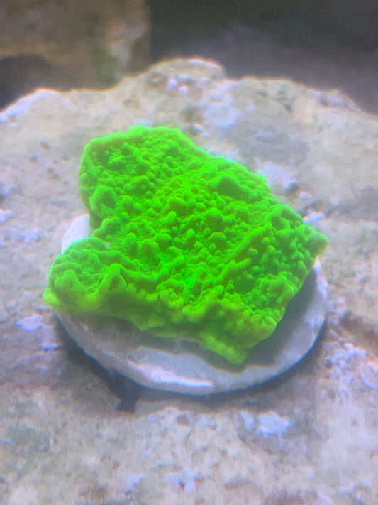 Light green plating montipora