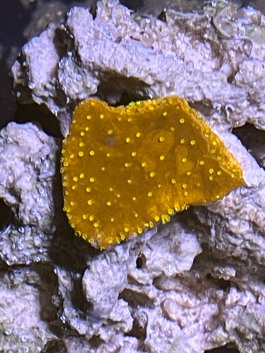 Montipora Red with orange dots plating