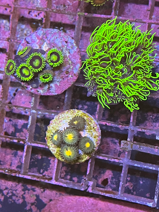 (9050) 3 Coral bundle