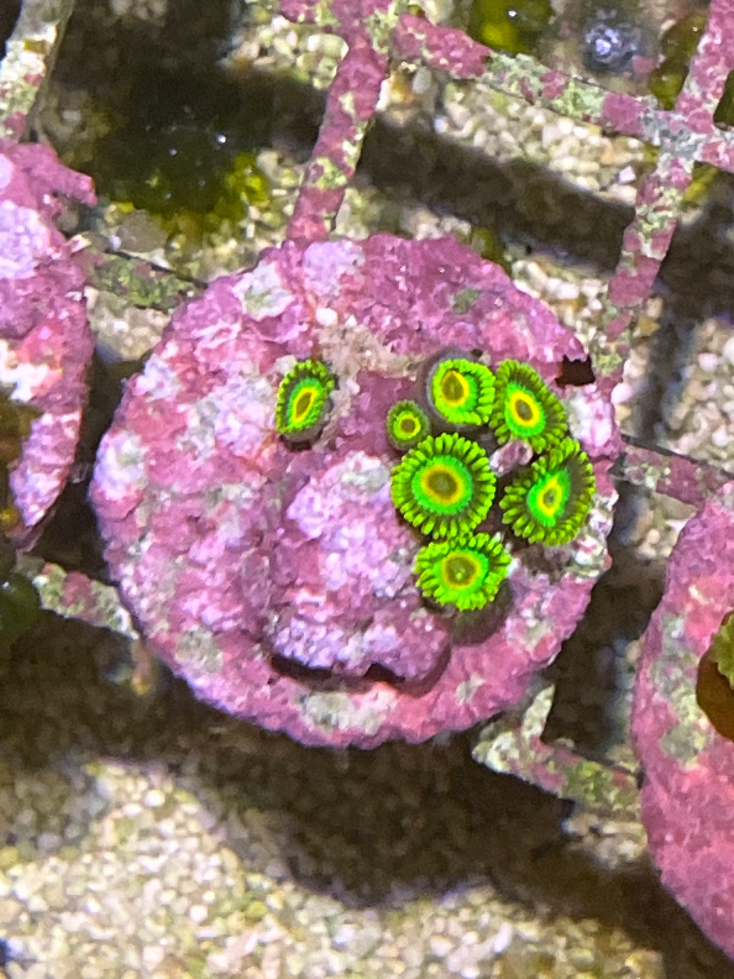 Zoa Rasta 4 Heads