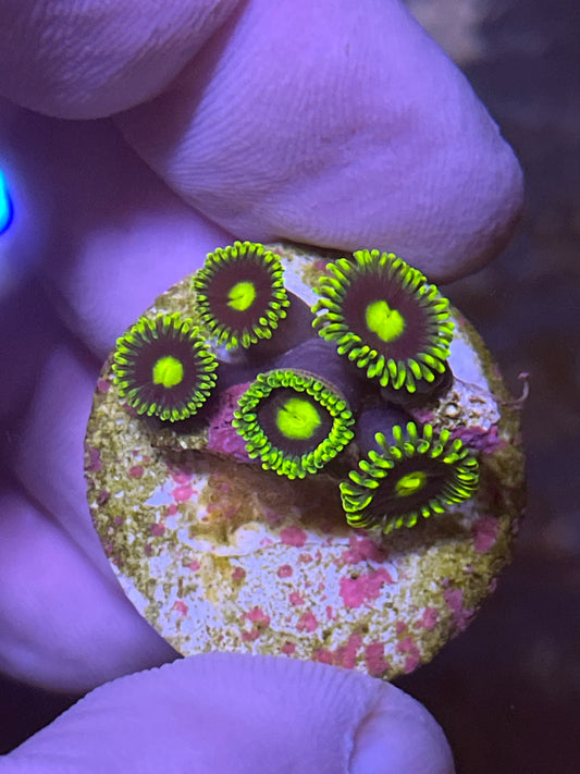 Zoa Bright green / green inner 4 head coral frag