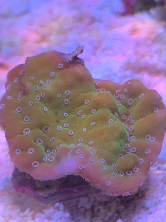 Montipora undata