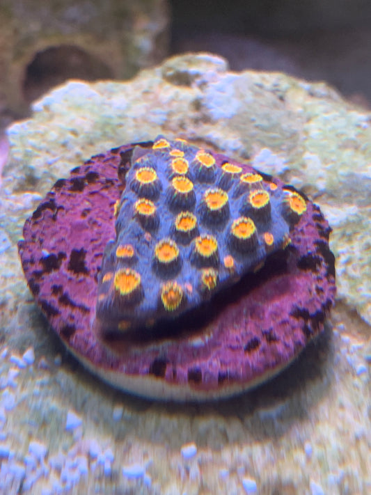 Meteor shower Cyphastrea