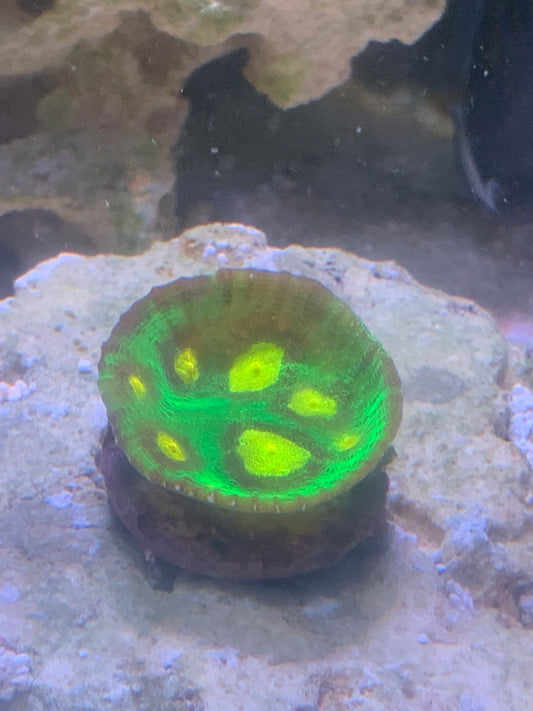 Raja Rampage Chalice