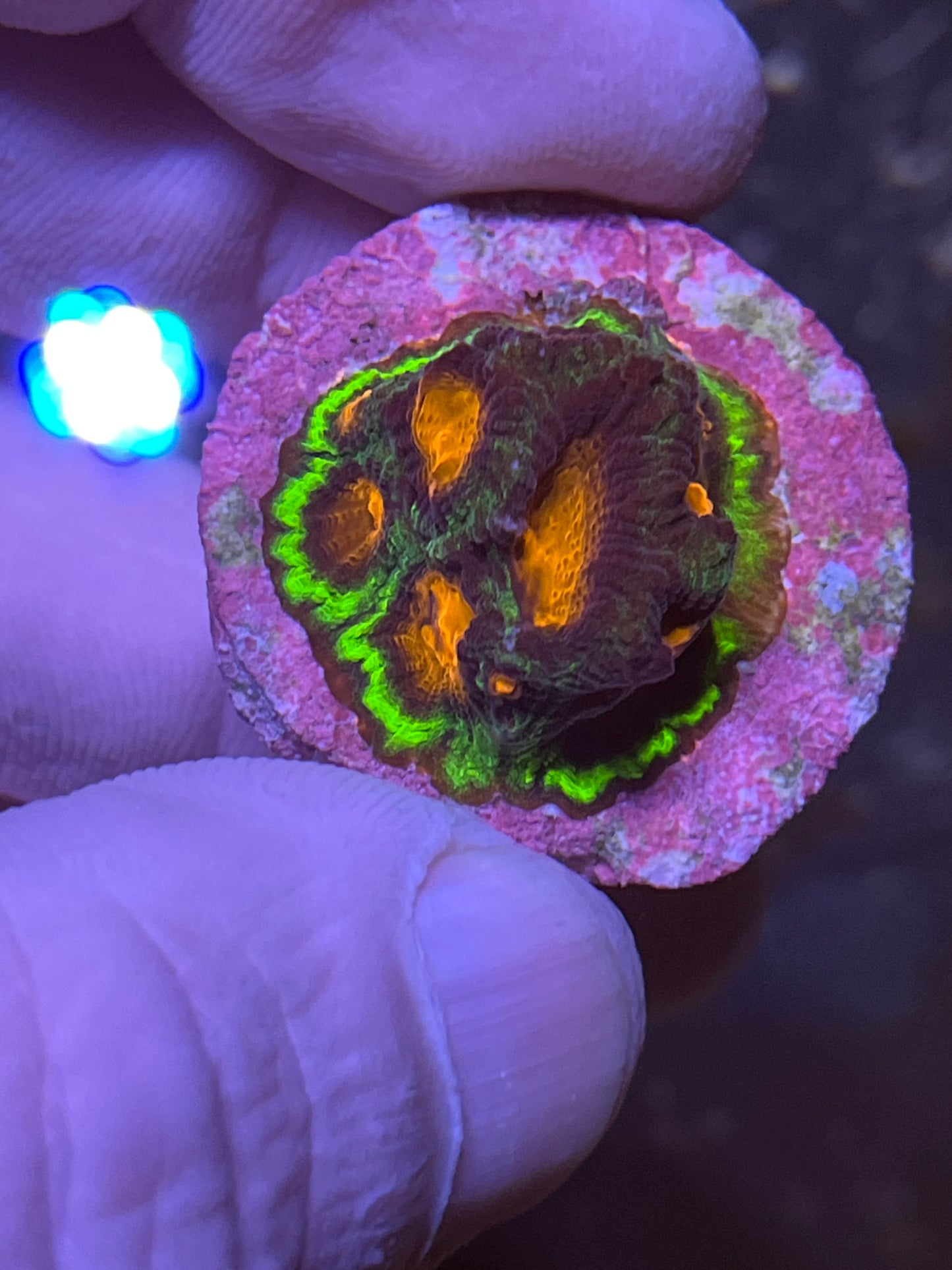 Favia Red & bright Green coral (Christmas Favia)
