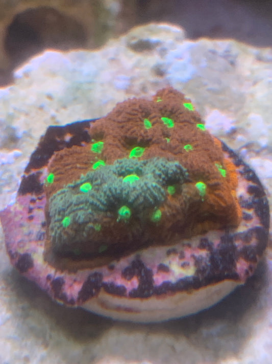 Red & Green Favia War coral
