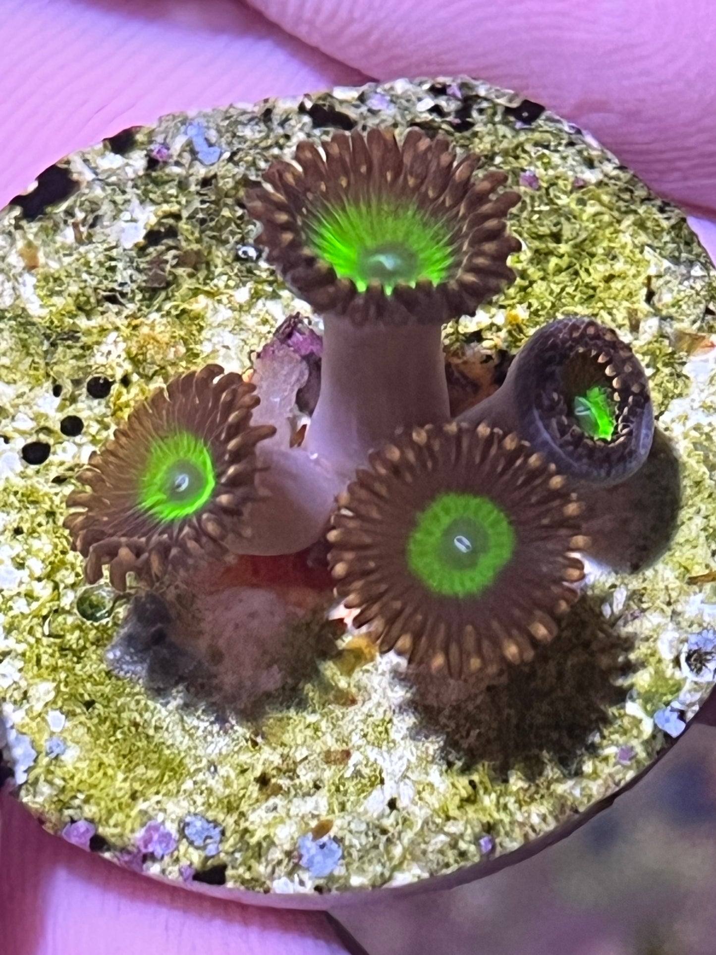 Candy Apple Zoa. 4 heads