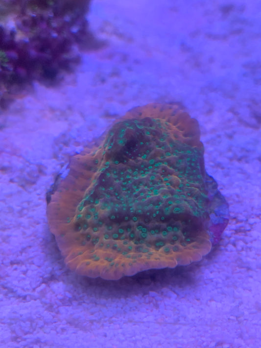 Tropical thunder encrusting montipora.
