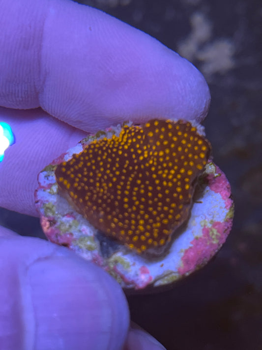 Montipora Rainbow encrusting coral frag