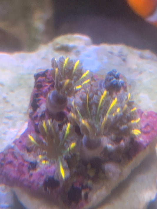Gold Clove polyp 4 head