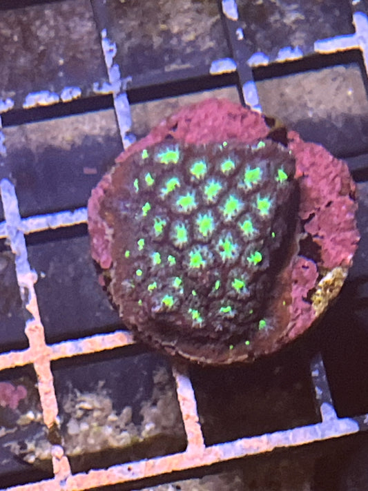 Leptastrea Mint green