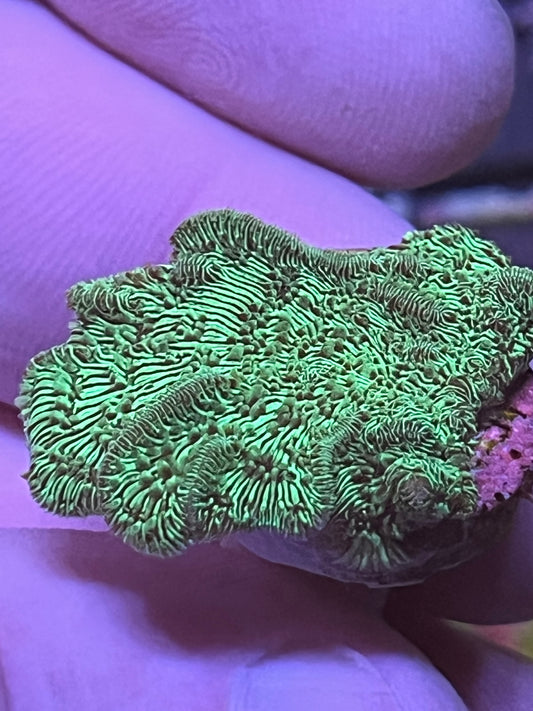 Pavona Green